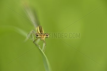 Portrait of a Damselfly resting on a leaf in the morning