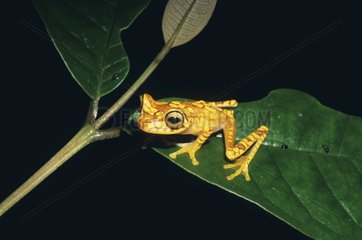 Imbabura Treefrog Choco biogeographic Narino Colombie