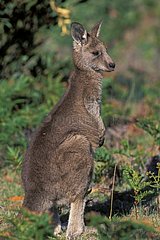 Portrait d'un jeune Kangourou gris de l'Est Australie