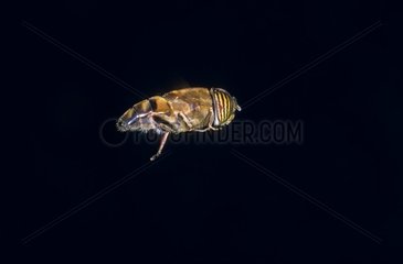 Hover Fly in hovering for profile Europe