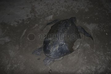 Olive Ridley Turtle covering eggs with sand Nicaragua