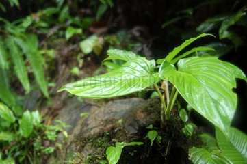 Tropenanlage Costa Rica