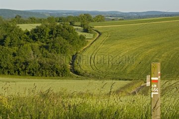 Croisée de GR et champ de céréale valonné au printemps Yonne