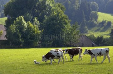 Cows montbeliarde intimidating a small dog in a meadow