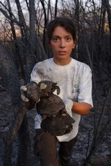 Biologiste et tortues d'Hermann brulées Massif des Maures