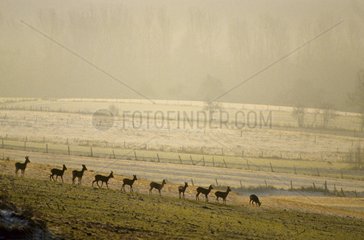 Group Roe deer fields Alsace France