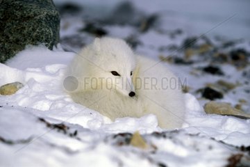 Renard polaire couché en boule dans la neige Arctique