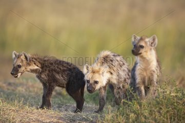 Young Speckled Hyenas near the burrow Masaï Mara Kenya