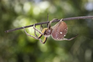 Spinne auf einer Niederlassung Peru Bolivien entdeckte