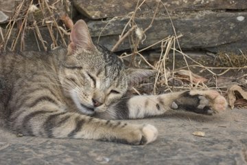 Chaton gris tigré dormant sur un banc de pierre Espagne