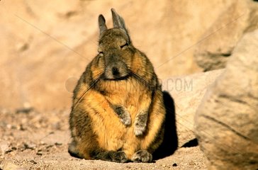 Viscache commune assise se reposant au soleil Chili