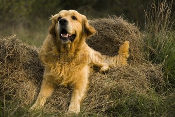 Portrait of a Dog Retriever Golden delicious in the straw