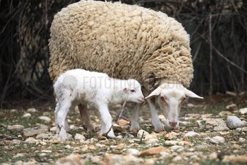 Sheep and lamb in a field