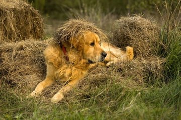Portrait of a Dog Retriever Golden delicious in the straw