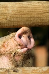 Close-up of a pig snout
