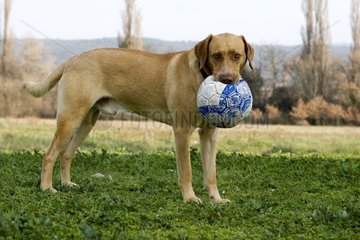Dog Directs of Weimar playing with a balloon