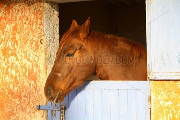 Portrait of a horse in a stable
