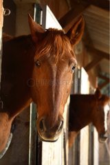 Portrait of a horse in a stable