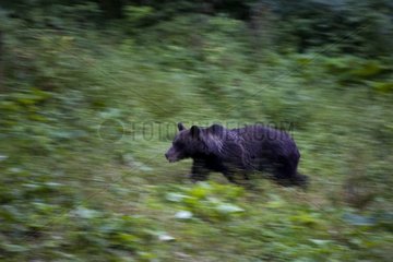 Brown bear running in forest Romania