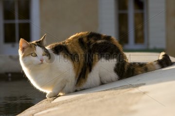 Portrait of a European Cat sitted on a wall