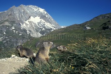 Group of young Alpine Marmots at the exit of burrow France