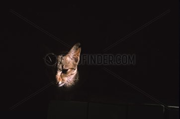 Portrait of a cat in shadow Burma