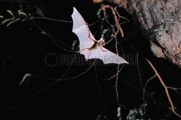 Intermdiate Roundleaf Bat hunting insects Thailand