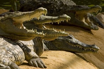 Crocodiles of the Nile of the farm to the crocodiles