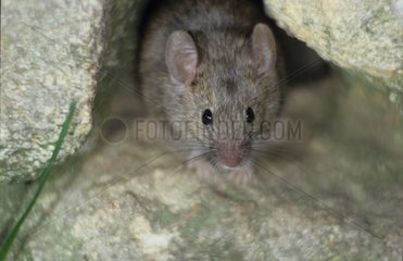 Portrait of a common house Mouse