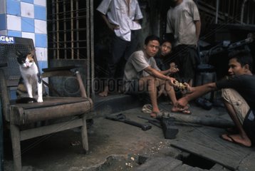 She-Cat auf einem Stuhl und junge MÃ¤nner  die Birma ruhen