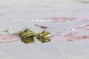 Green frog France