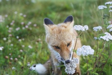 Junger roter Fuchs riecht eine Blume