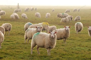 Troupeau de moutons en Hollande Pays-Bas