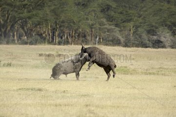 Cape Buffaloes fighting National park of Nakuru Kenya