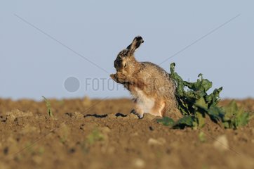 European Hare grooming in a field Vosges France