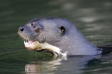 Portrait of Giant Otter in Lake Sandoval Amazon Peru
