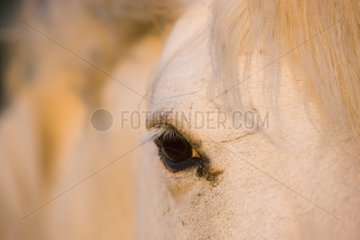 Nahaufnahme des weißen Camargue Horse Camargue Frankreich