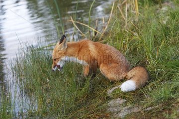 Young Red fox drinking
