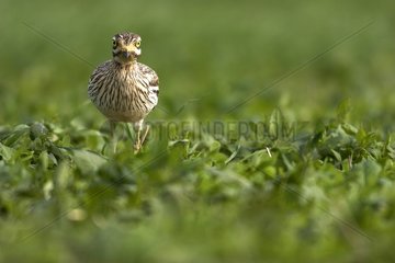 Stone curlew adult searching for food France