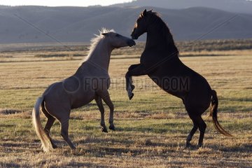 Fights horses Quater horse in the meadow Oregon the USA