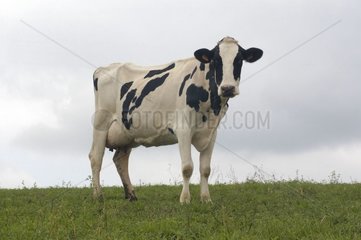 Vache Prim'Holstein dans un pré Lozère