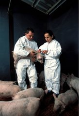 Vétérinaire et éleveur examinant un porcelet France