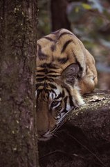 Bengalischer Tiger hinter einem Baum Sal Bandhavgarh PN Indien