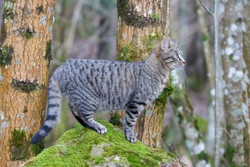 Tabby cat in the forest Oberbruck in the Haut-Rhin