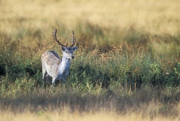 Male Fallow deer in a clearing Great Britain
