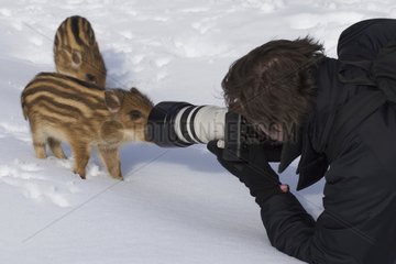 Wild Piglets and photographer on snow Schleswig-Holstein