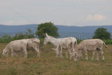 Group of white Ass in a field in Austria