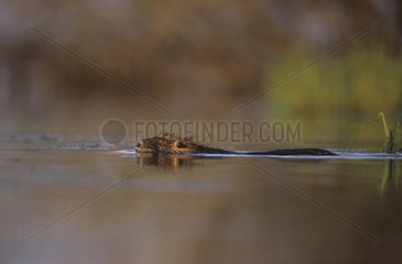 Ragondin nageant dans le lac de Grand-Lieu France