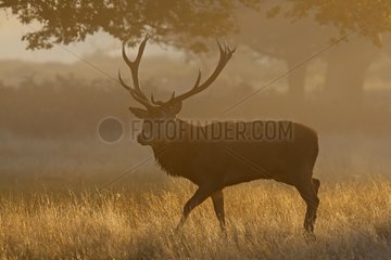 Stag Red deer in the morning mist Great Britain