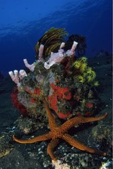 Caledonian Sea Star and rock covered with Sponge and Crinoid